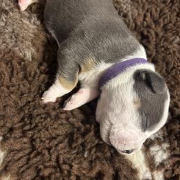 Rhaenyra - Blue tri-color female American Bully puppy in Henderson, Kentucky from Medusa’s Bullies