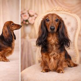 Guinevere - Dachshund