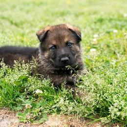 German Shepherd Puppies from Reign Land