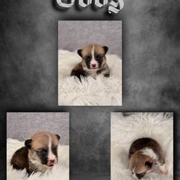 Oddy - Red male Pembroke Welsh Corgi puppy in Kiowa, Colorado from Cool Water Corgis LLC