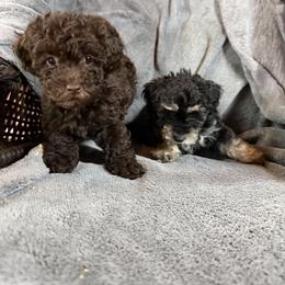Mal-Shi, Maltese, Maltipoo, Poodle, and Shih Tzu Puppies from Joy-Fur Puppies