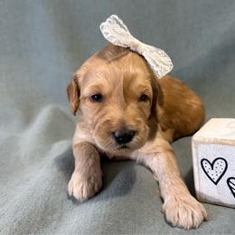 Ginger - Apricot female Goldendoodle puppy in Rochester, New York from Willowgreen Goldendoodles