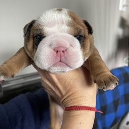 Girl 6 - Red female Bulldog puppy in Mount Airy, North Carolina from PrimeCut Bulldogs