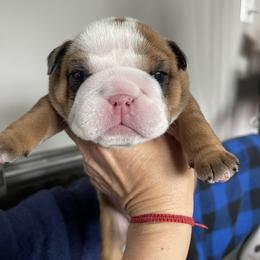 Girl 6 - Red female Bulldog puppy in Mount Airy, North Carolina from PrimeCut Bulldogs