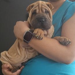 Champ - Red fawn male Chinese Shar-Pei puppy in Bakersfield, California from Cashmerewrinkles