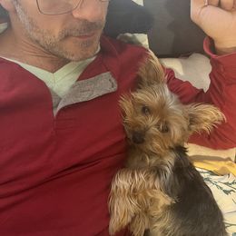 Yorkshire Terrier Puppies from Celestial Family Terriers (Yooper Yorkies)