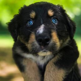 Australian Shepherd Puppies from Kenmont Kennels