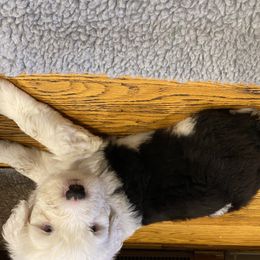 Old English Sheepdog Puppies from Stargazer OES