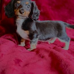 Birdie - Black and tan male Dachshund puppy in Trinity, Texas from CBR Mini Dachshunds