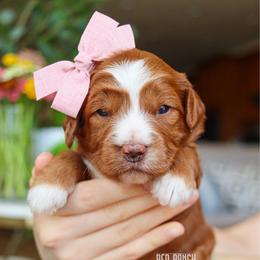 Glory - Red  female Goldendoodle puppy in Salado, Texas from Red Ranch Dogs