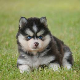 Alexa - Black and white female Pomsky puppy in Krum, Texas from Paw-Some Pomskies