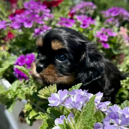 AKC Champion-Sired Tiny Tina - Black and tan female Cavalier King Charles Spaniel puppy in Louisville, Kentucky from Ali-Mae Cavalier King Charles Spaniels