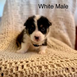 White Male - Black and tan male Pembroke Welsh Corgi puppy in La Porte City, Iowa from Cedar River Corgis