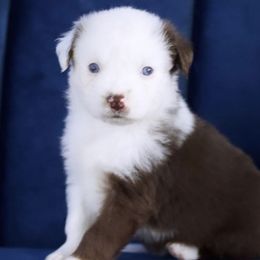 Girl 2 - Miniature Australian Shepherd puppy in Florida from J7 Miniature Australian Shepherds