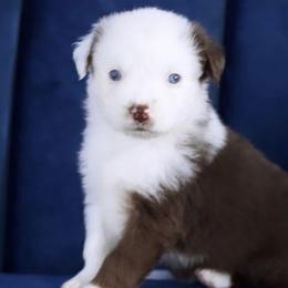 Girl 2 - Miniature Australian Shepherd puppy in Florida from J7 Miniature Australian Shepherds