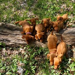 Vizslas from Rust Creek Vizslas