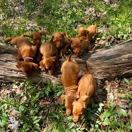 Vizslas from Rust Creek Vizslas