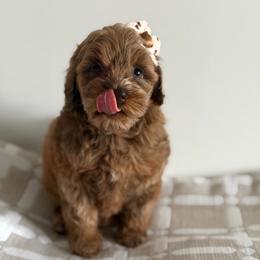 Spice-4600 - Merle female Goldendoodle puppy in Redmond, Oregon from Bourbon and Lace Doodles