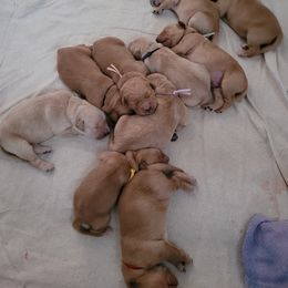 Golden Retriever Puppies from Middlecreek Goldens