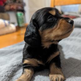 Turnip Green - Black and tan female Dachshund puppy in Spring Hope, North Carolina from Hogan’s Lowrider Hounds