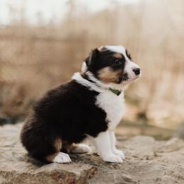 Old Time Scotch Collie Puppies from The Fiddlesticks Farm