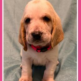 Pink collar female - Red and white female Basset Hound puppy in Columbia, South Carolina from Pawmetto Hounds