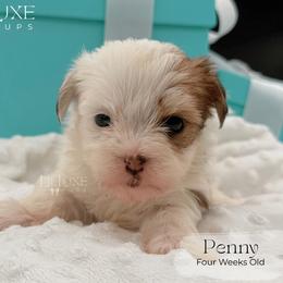 Penny - Liver and white female Shorkie puppy in Scottsdale, Arizona from Lil Luxe Pups