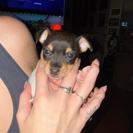 Ruby male 2 - White black and tan male Toy Fox Terrier puppy in Clermont, Florida from Debbie Hiles's Toy Fox Terriers