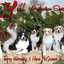 Australian Shepherds from Cedar Hill Australian Shepherds