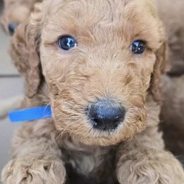 Goldendoodles from Jessica of Applebear Goldendoodle Puppies