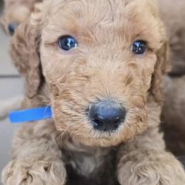Goldendoodles from Jessica of Applebear Goldendoodle Puppies