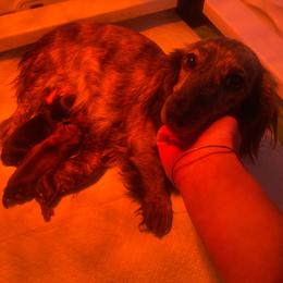 Dachshund puppies from Bear Feet Dachshunds