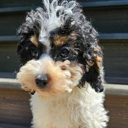 Lyndon - Brown white and tan female Cockapoo puppy in Lebanon, Kentucky from Mosaic Merle Doodles