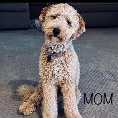 Honey - Goldendoodle