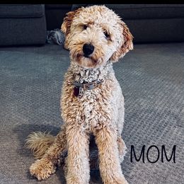 Honey - Goldendoodle