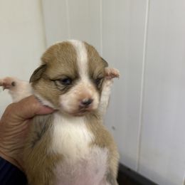 Girl 1 - Red female Pembroke Welsh Corgi puppy in Moulton, Alabama from Reed's Pembroke Corgi Welsh