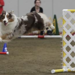 Australian Shepherds from Bluegrass Australian Shepherds