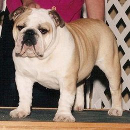 Bulldog All Grown Up from Mouser Bulldogs