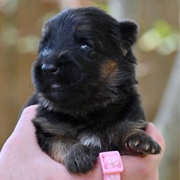 Ava Grace - Black and red female German Shepherd puppy in Canton, Texas from WILDWOOD GERMAN SHEPHERDS