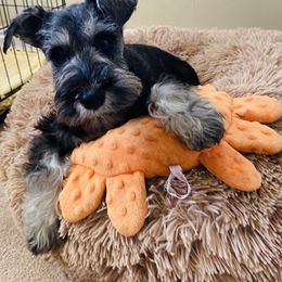 Onyx - Miniature Schnauzer puppy in Summit County, Utah from Del Sol Miniature Schnauzers