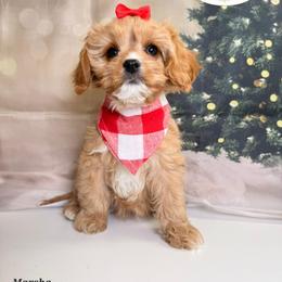 Marsha - Apricot female Cavapoo puppy in Pocasset, Massachusetts from Mini Goldendoodles of Cape Cod