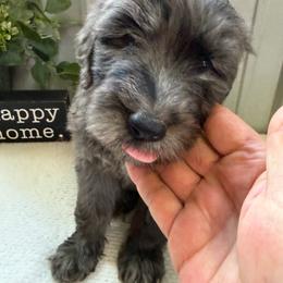 Charlie Mac - Merle male Bernedoodle puppy in Hackleburg, Alabama from The Doodle Patch