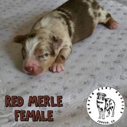 Agnes - Red merle female Miniature Australian Shepherd puppy in Jaroso, Colorado from Heaven Sent Aussies