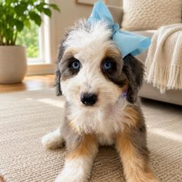 Betsy - Blue merle female Bernedoodle puppy in Ormond Beach, Florida from Florida Coast Doodles