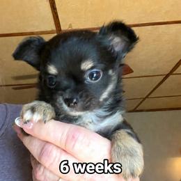 Arrow - Chocolate blue male Chihuahua puppy in Tecumseh, Oklahoma from Callie’s Happy Chihuahuas, Callie’s Happy Treasures LLC