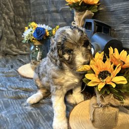 Pam - Blue merle female Aussiedoodle puppy in Fredonia, Pennsylvania from Drew’s Aussies & Doodles