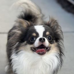 Sonic - Chihuahua