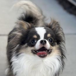 Sonic - Chihuahua