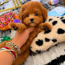Twinkie - Red male Maltipoo puppy in Sugar Land, Texas from Celebrity Maltipoos