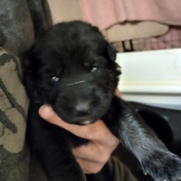 Pink collar girl - Bi-color female German Shepherd puppy in Centralia, Illinois from Janices AKC German Sheperds LLC